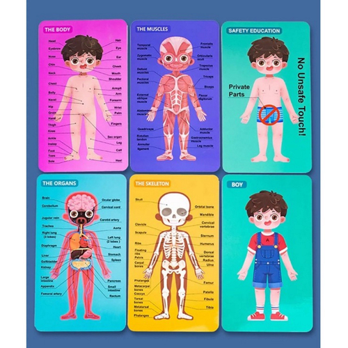 Puzzle din lemn, Anatomia Corpul uman- Baietel, 30 piese