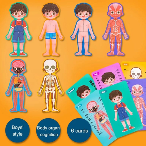 Puzzle din lemn, Anatomia Corpul uman- Baietel, 30 piese