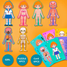 Puzzle din lemn, Anatomia Corpul uman- Fetita, 30 piese