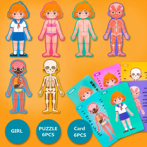 Puzzle din lemn, Anatomia Corpul uman- Fetita, 30 piese