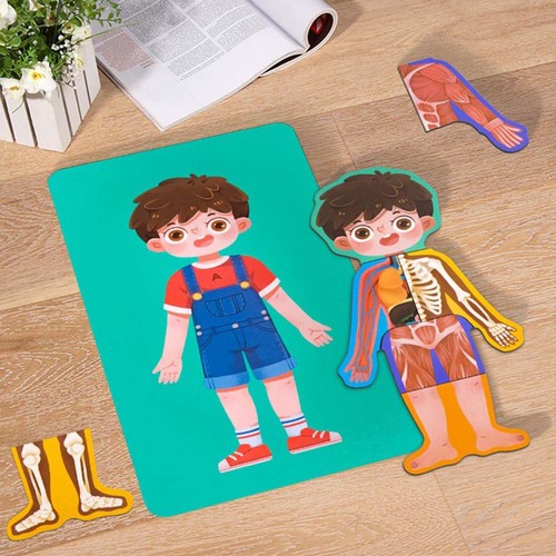 Puzzle din lemn, Anatomia Corpul uman- Baietel, 30 piese