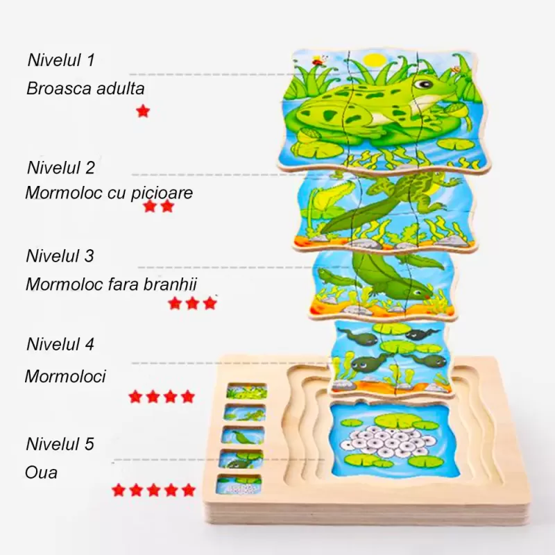 Puzzle Montessori incastru din lemn in cinci straturi cu Ciclul Vietii A Unei Broscute, 31 Piese, + 3 ani