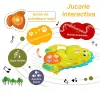 Jucarie interactiva muzicala cu functii si lumini, Dinozaur RCO, 14 x 14 cm, +12 luni
